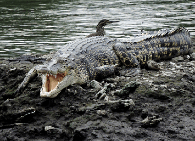 A Walk on the Wild Side at Sungei Buloh Wetland Reserve